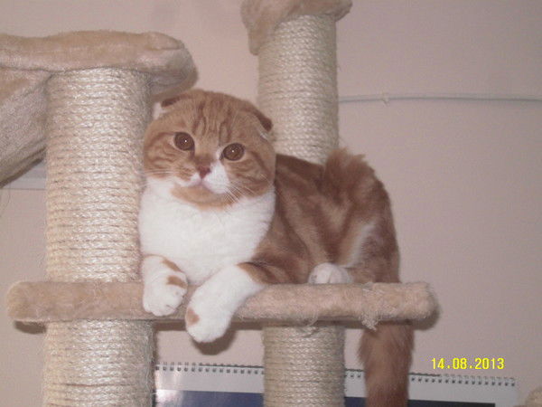 Настёна Валайне