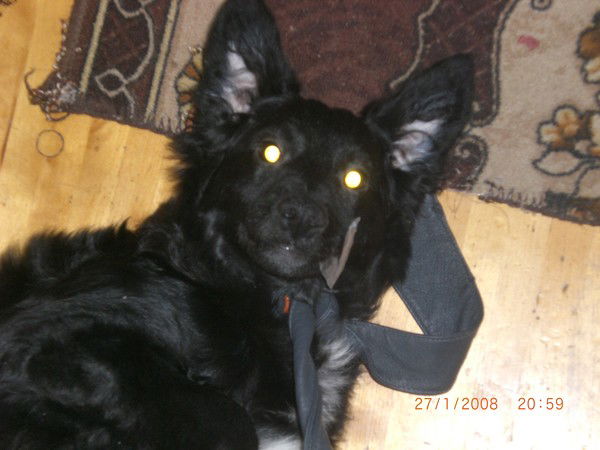 Cаша Нифантов