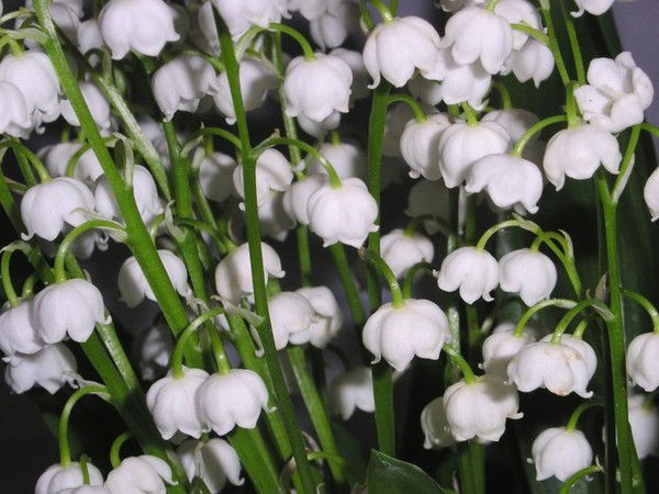 Лана Господаренко