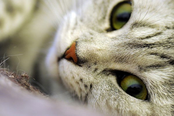 Надежда Клычникова