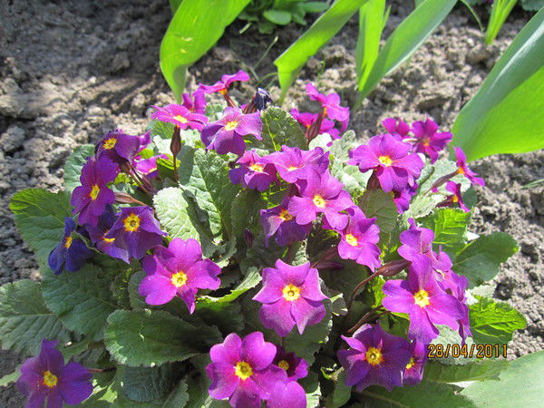 Начальная Школа Начальная Школа