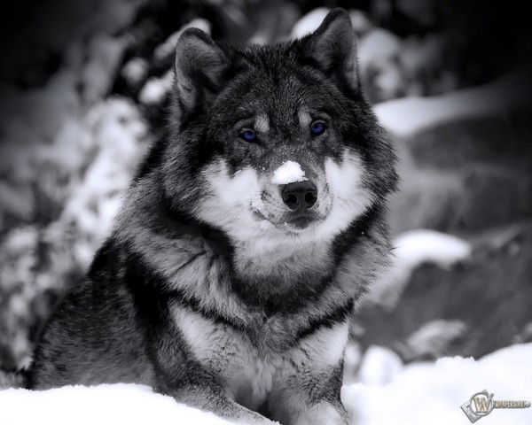 Валентин Тюгашев