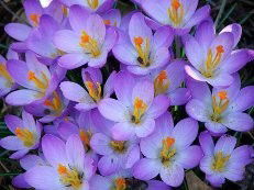 Лира Жускурова