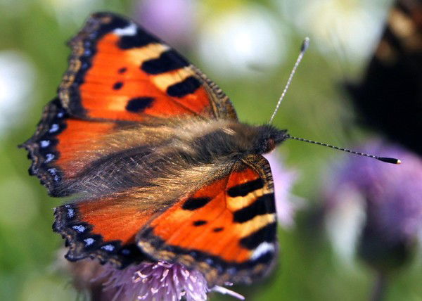 Света Нюхтилина