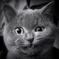 Роман Богомолов