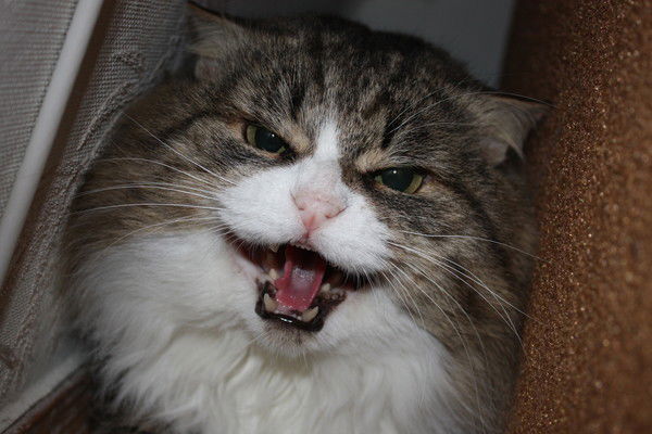 Татьяна Арзина