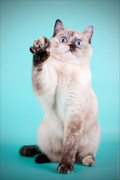 Танюшка Незванова