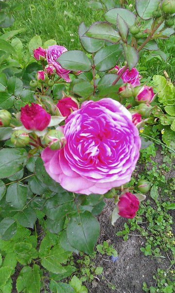 Ольга Валентиновна Черенкова