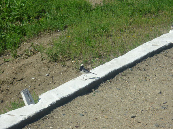 Лариса Дементьева