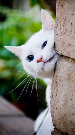 Надежда Каджиева