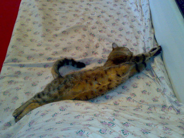 Сергей Цыганенко