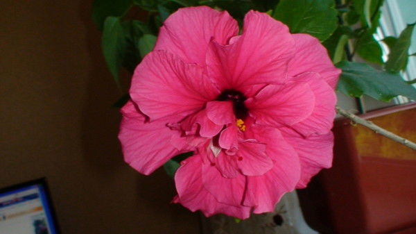 Вера Бутлан