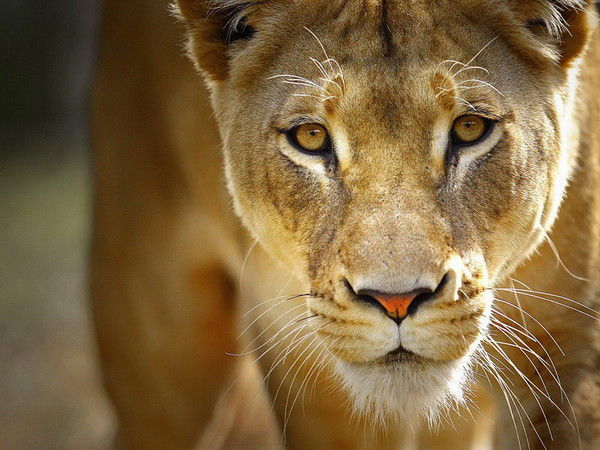 Наталья Руднева