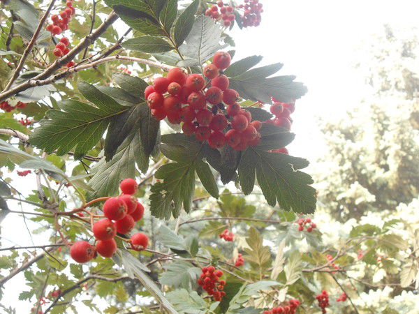 Наталья Крестьянникова