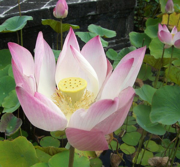 Татьяна Жидкова