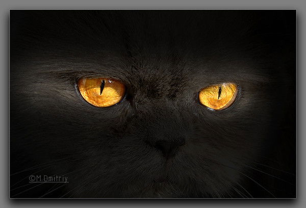 Юрий Красев