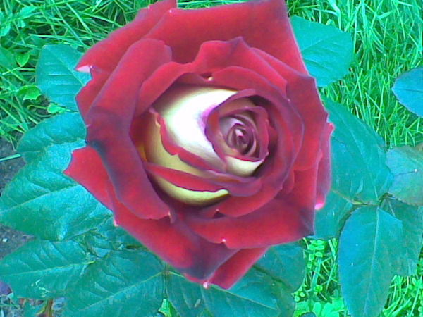 Нелли Шарифова