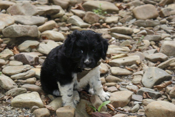 Роман Звягинцев