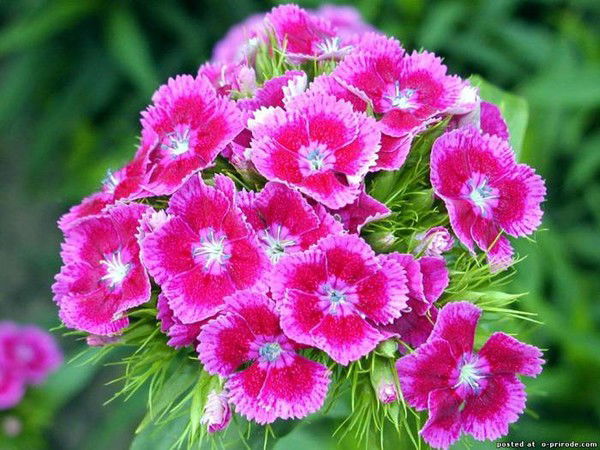 Отдел Занятости И Социальных Программ