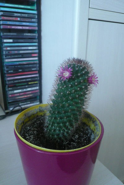 Елена Калинина