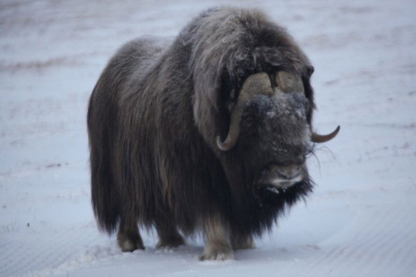 Александр Груздев