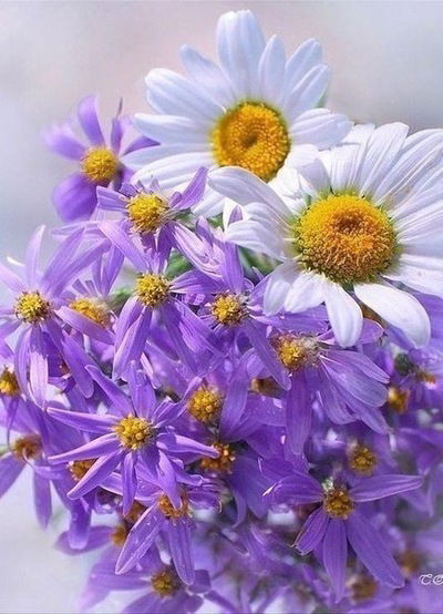 Лиза Бритвина