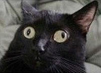 Мария Дектянникова