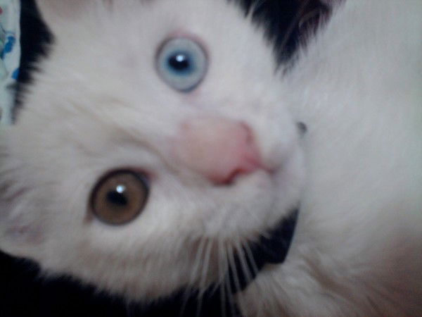 Надир Алиджанов