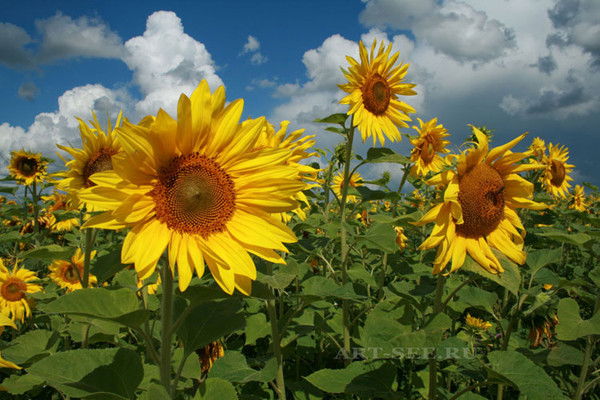 Юрий Сотников