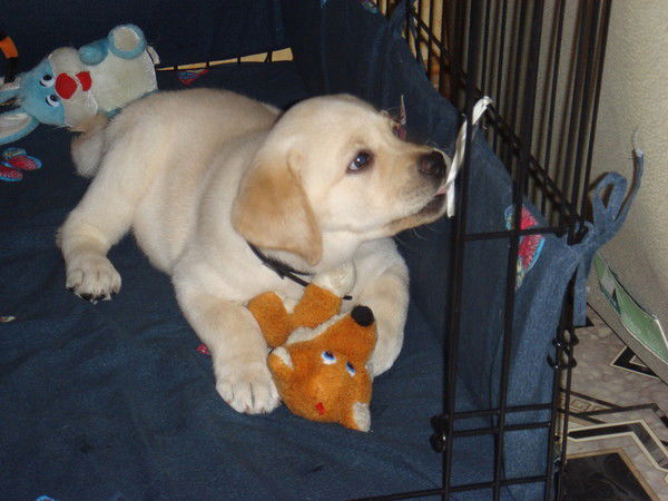 Елена Смоленцева