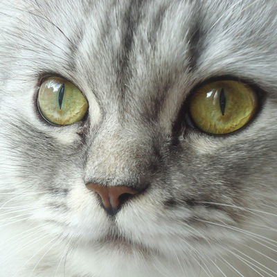 Юлий Цезарь