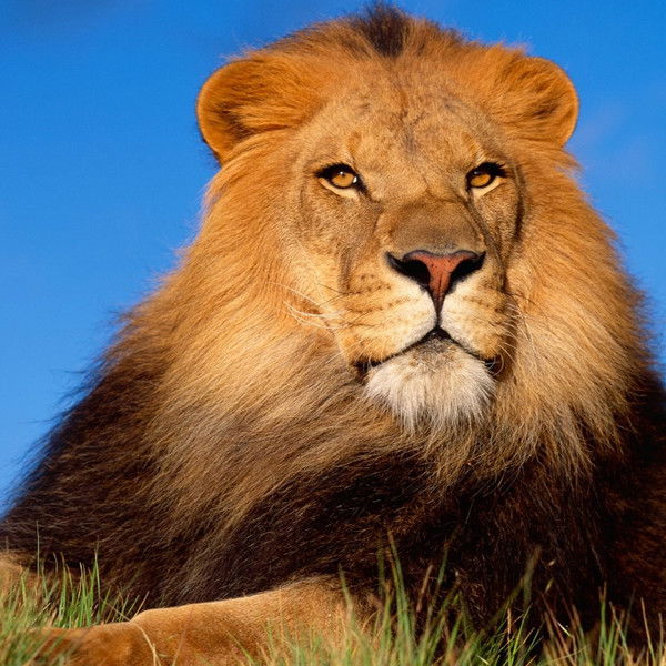 Петр Кельбах