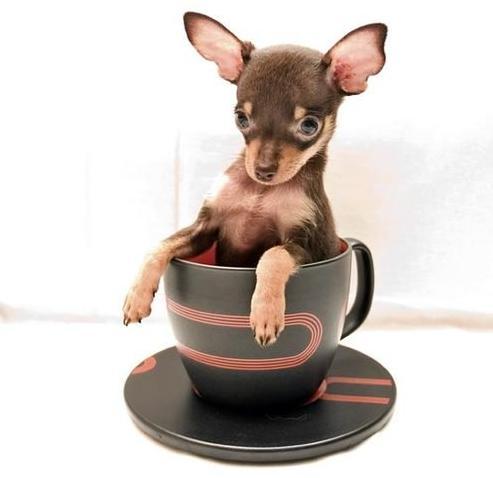 Кристина Негурэ