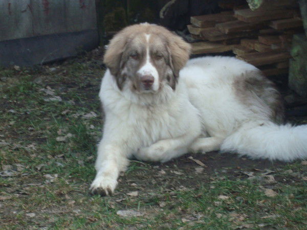 Рома Романов