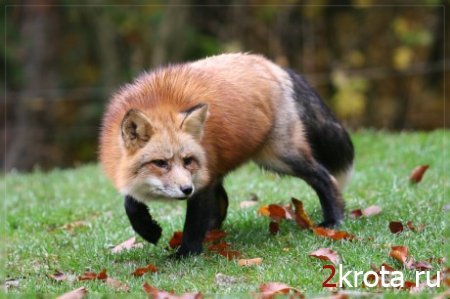 Макс Марьенко