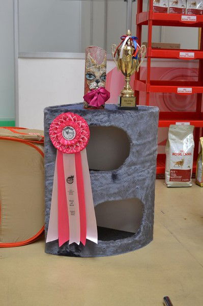 Домики Для Кошек