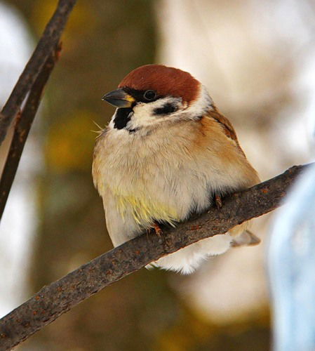 Сергей Воробьев