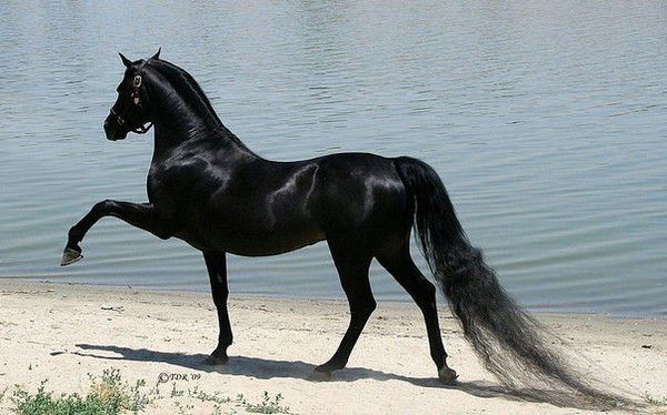 Елизавета Кротова