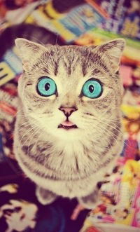 Дмитро Стаднiк