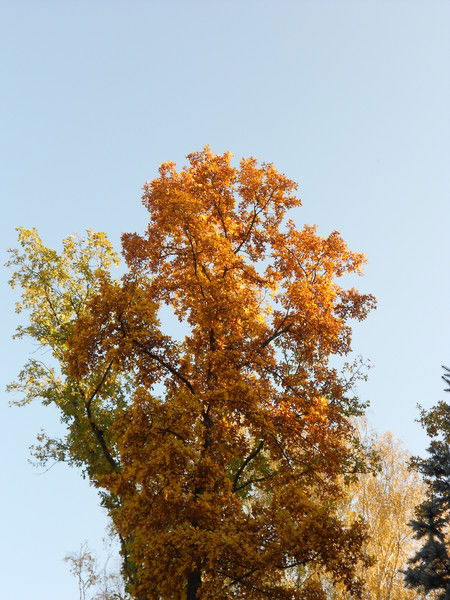 Инесса Касьянова