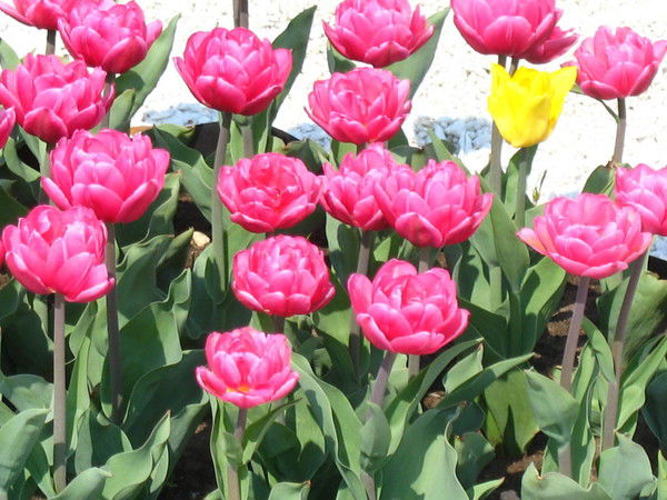 Сауле Селмаркызы