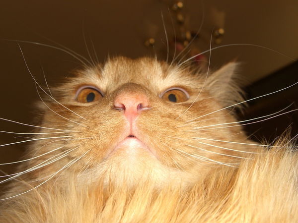 Александр Прохоров