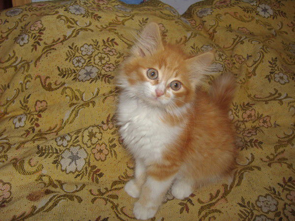 Надежда Галицкая