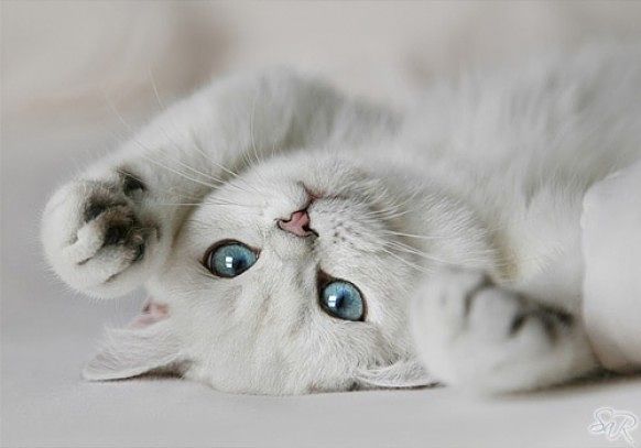 Ольга Зуева