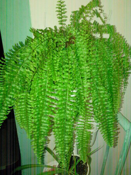 Оксана Мельник