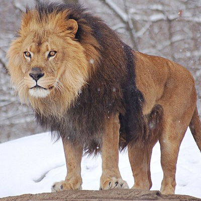 Айдар Мифтахов