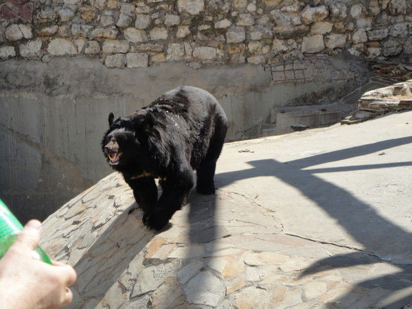 Александр Андрейцев