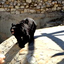 Александр Андрейцев