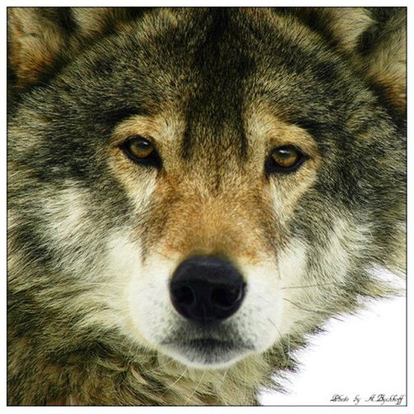 Андрей Корнилов