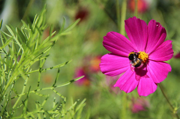 Анастасия Нечетайло